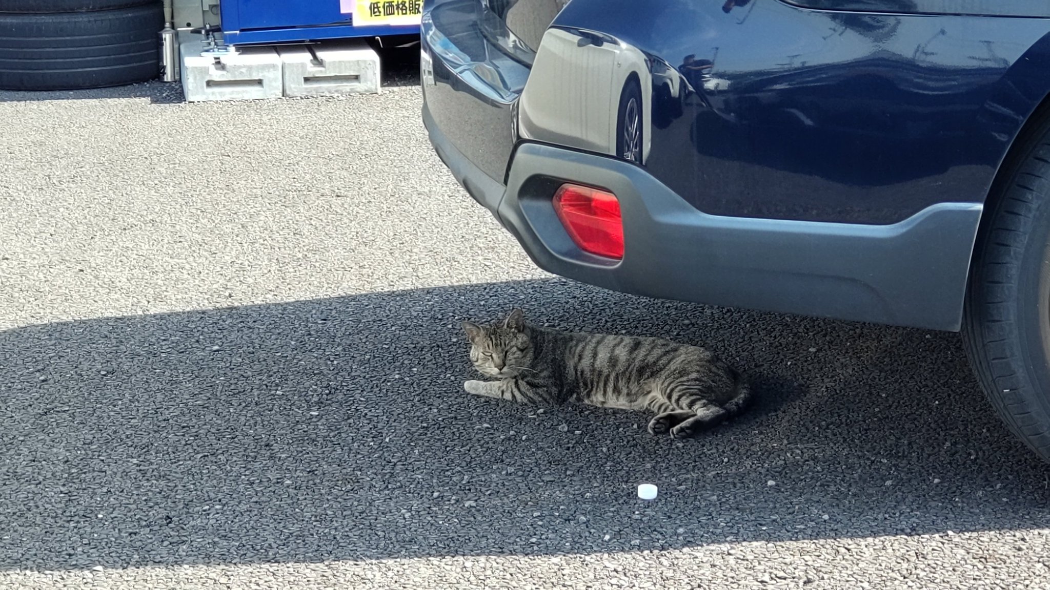 山猫 Amazon | FEANDREA キャットタワー ミニ子猫やシニア猫にお勧め