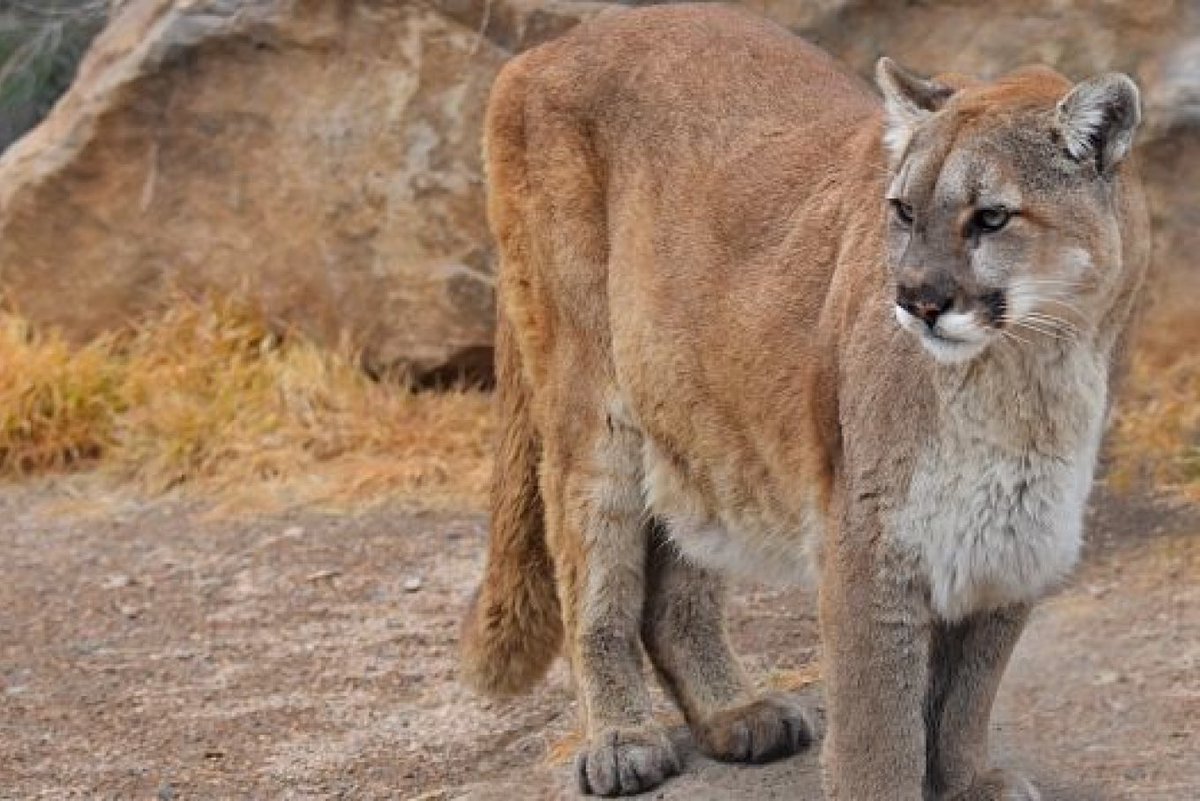 Still shocked on how Feathertail was able to kill one of these