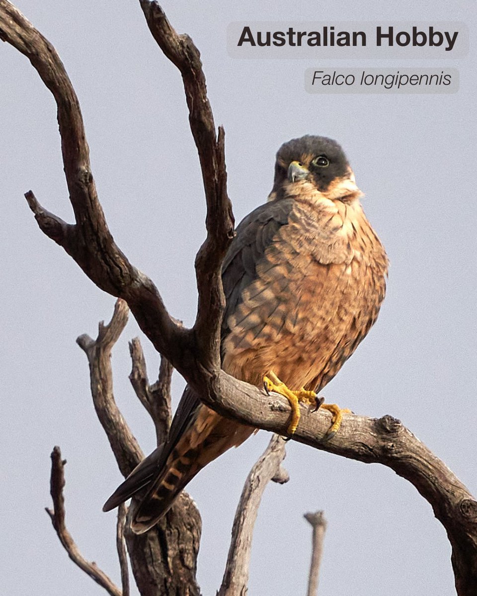 Australian Wildlife Conservancy tweet media