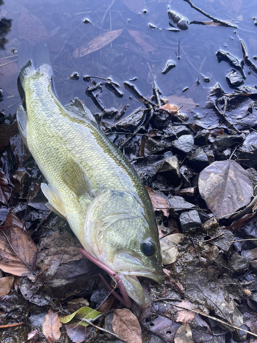 地元の野池くっそイージー笑
40UP2本とコバス、中バス複数😆