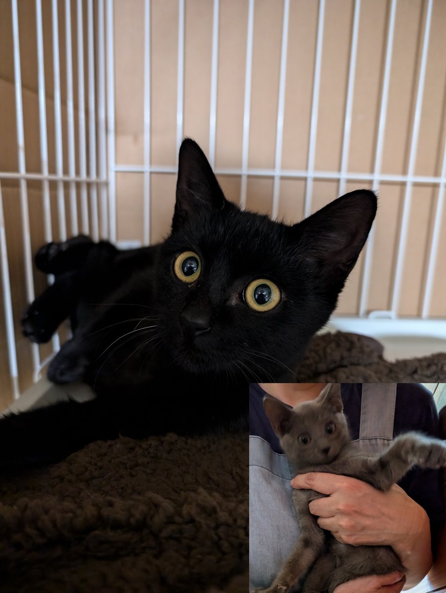 ＃猫　＃保護猫　＃ブリーダー
ボンベイかロシアンブルーか知らんけど、家のガレージに捨てるの止めろ！ボンベイは心臓疾患で去勢不可、ロシアンは眼病疾患。売り物にならないからって捨てたなら人として許せない。こっちは保護しない訳には行かないし金もかかる。次は一部始終の映像を公開するからな