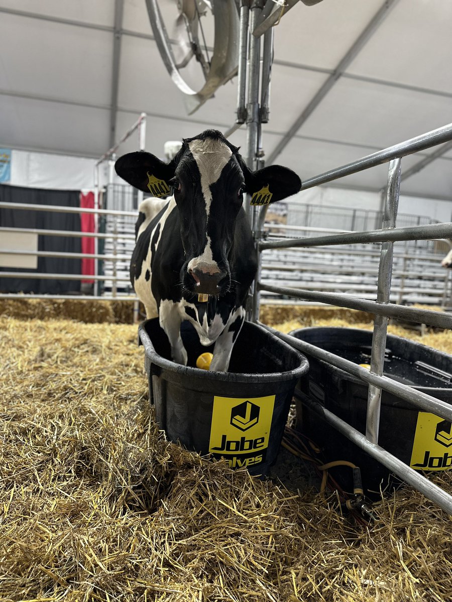 IT’S OFFICIAL! We have cows in the barn! The cows JUST arrived from our first host farm: Spruce Haven. This lady decided she would make herself right at home by standing in the water trough. We can’t wait to see everyone starting tomorrow for the first day of the NY State Fair!