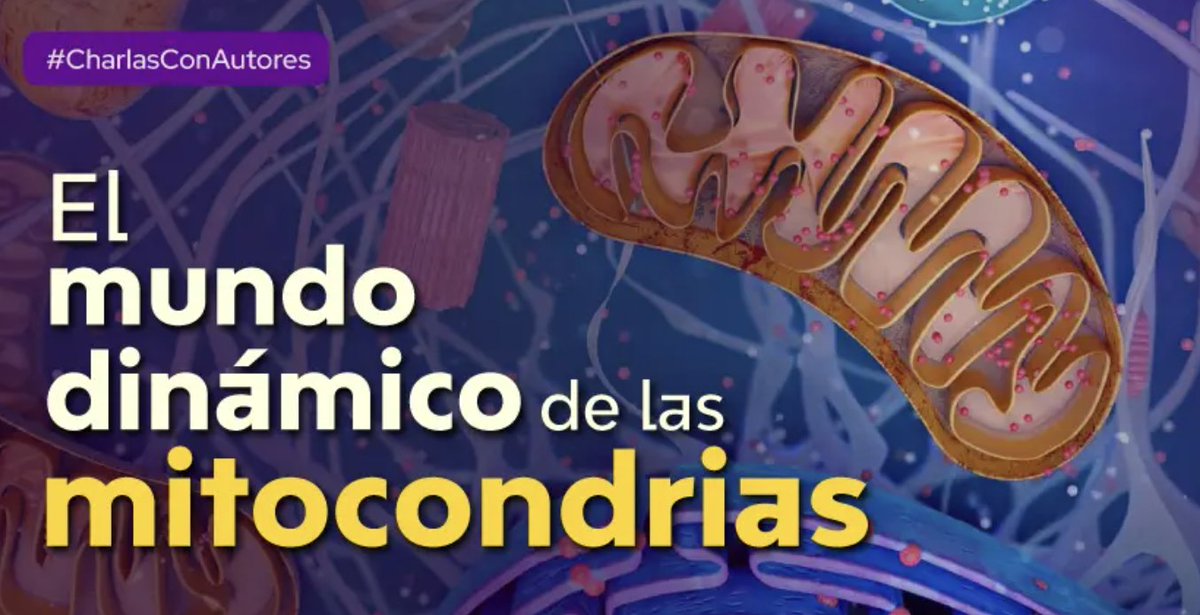 CienciaAMC's tweet image. ✅ #EnVivo | Hablamos sobre el trasplante de mitocondrias en #CharlasConAutores con el doctor César Espino del @biomedicasunam. 

⭕️ Transmisión en Youtube ahora: youtube.com/live/E5OjyHT6p…
📖 Consulta su artículo: bit.ly/mitocondriasAMC
