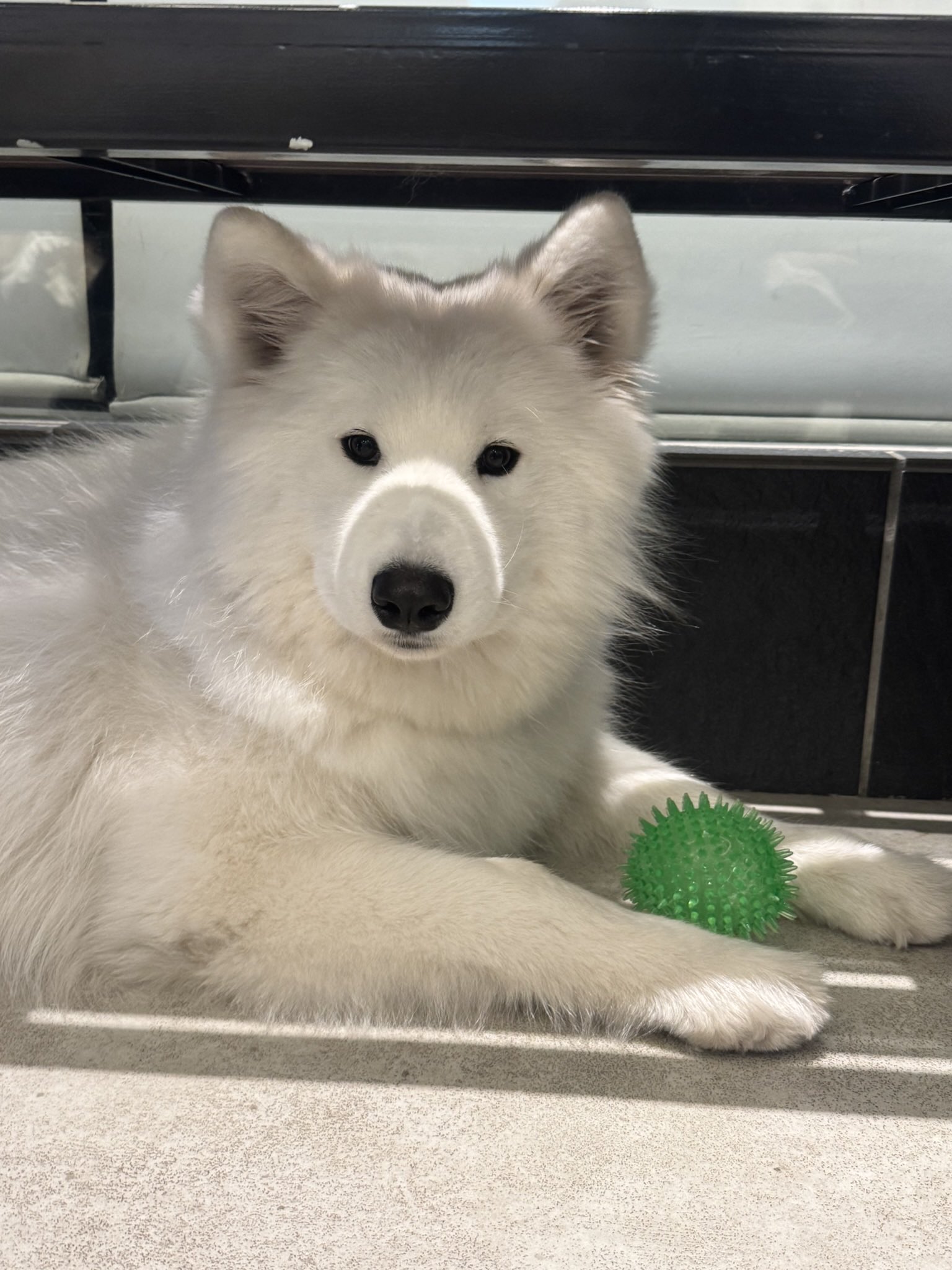 サモエド samoyed ファーコート Samyed サモエド フェイクファー