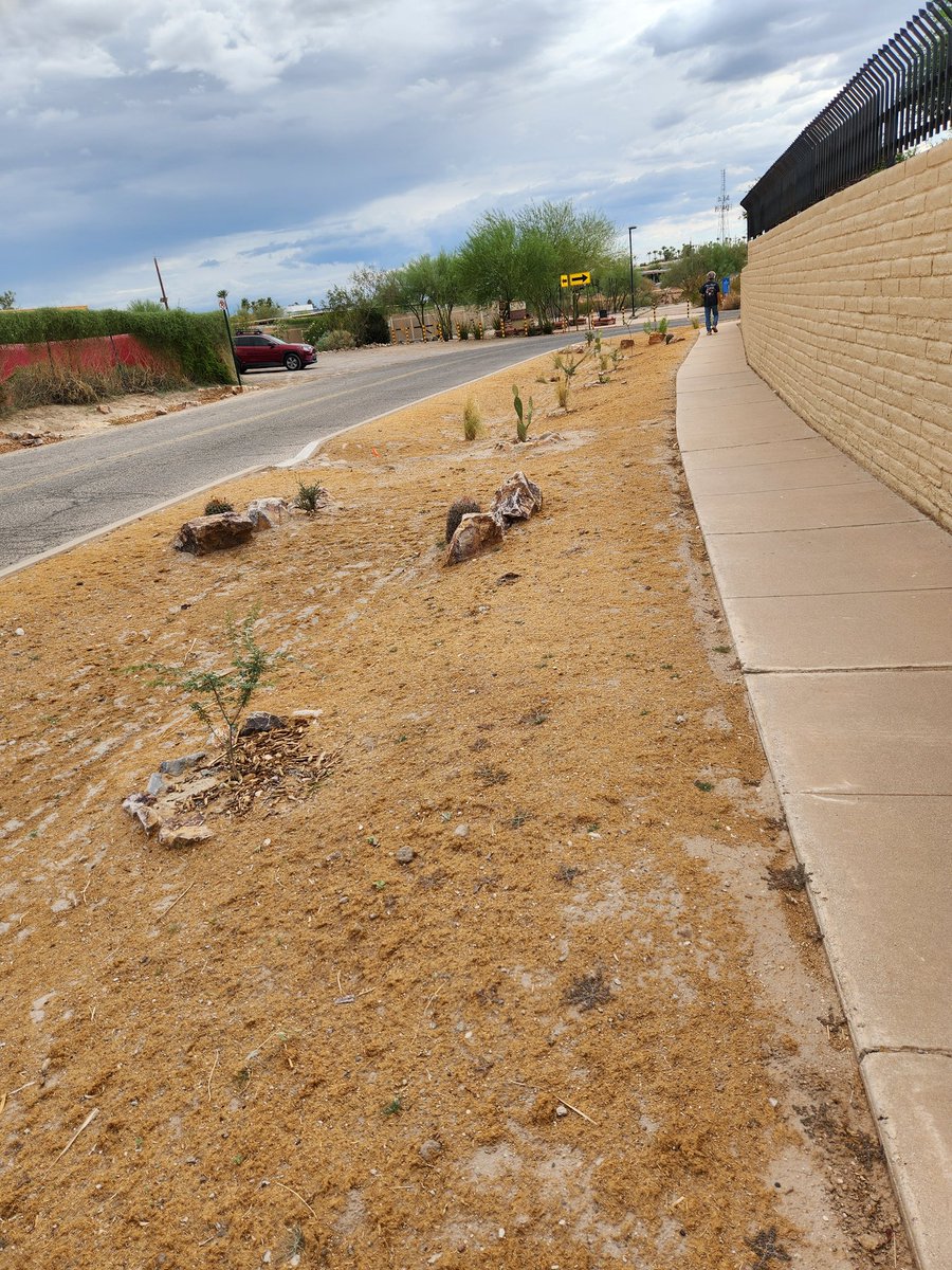 CuttingCeramics's tweet photo. #waterharvesting off of 22nd/Pantano in #Tucson with #ollaballs! https://t.co/TbybrxBF5p