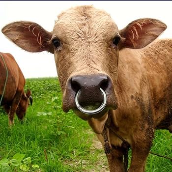 <a href="/DefiantLs/">Defiant L’s</a> When I see a person with a nose ring I can only see this...
