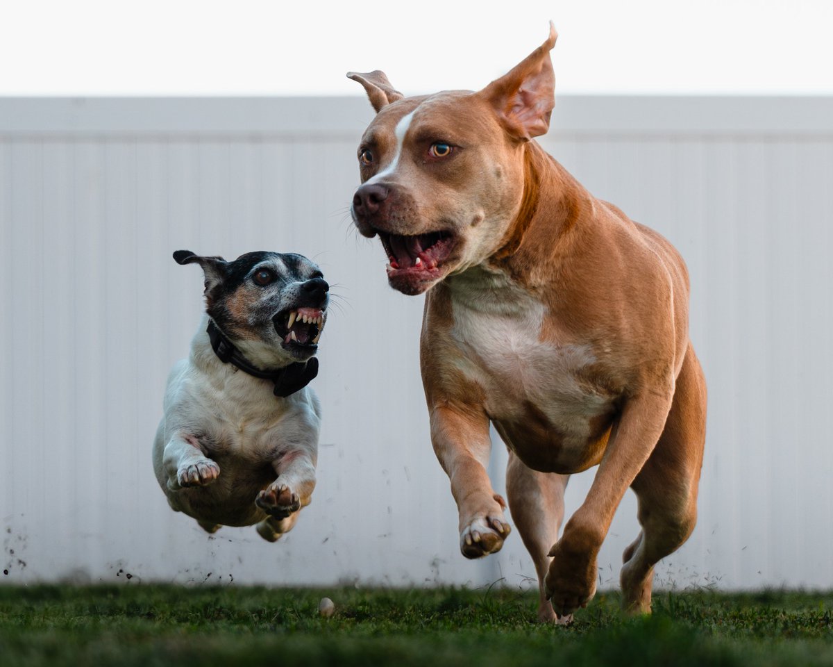 NinjaInAction's tweet photo. @SonyAlpha My Doggos
A1 II + Sigma 24-70 II https://t.co/Ew75Sdc6jD