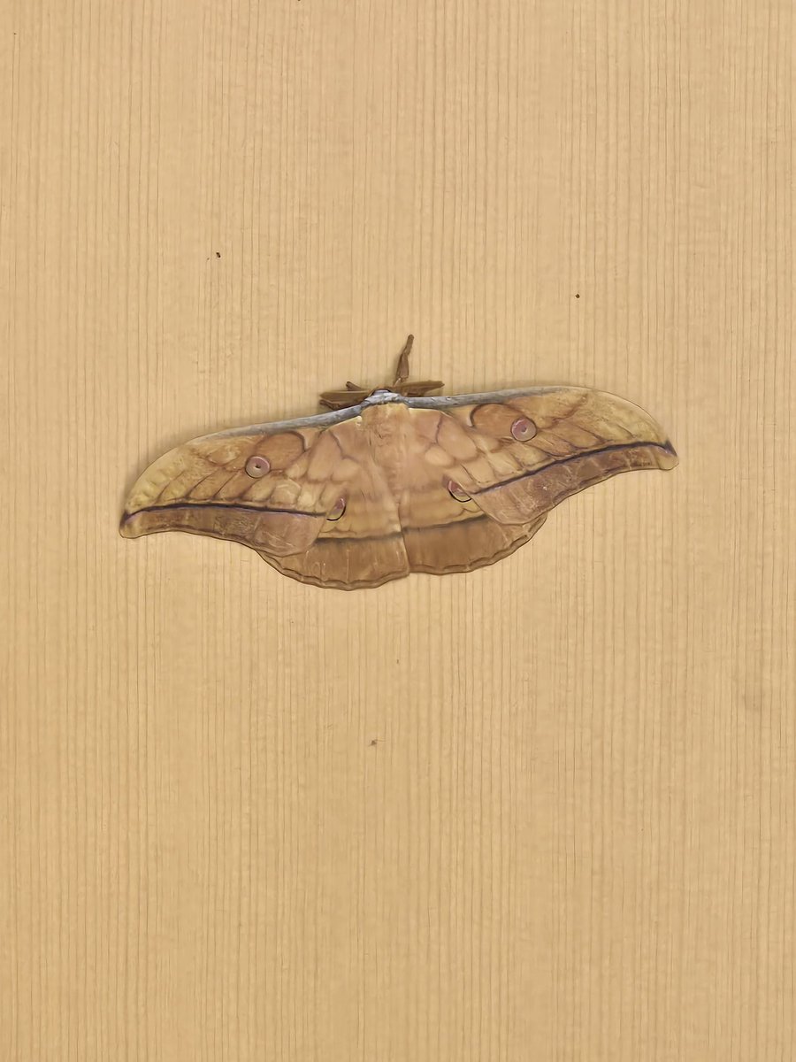 avabei's tweet image. 山3日目
ベビ子にモスラ持って帰るよ！