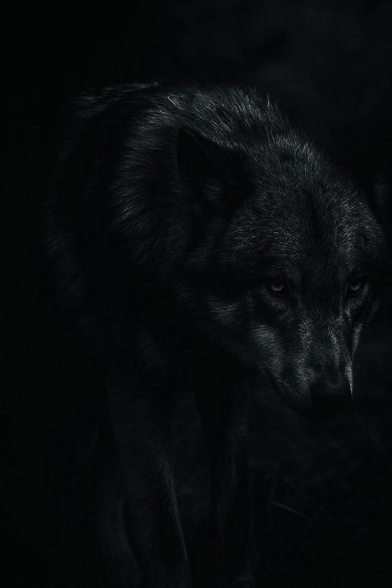 آھو آھو 🖤
I pretend not to notice, but everything is being observed°•