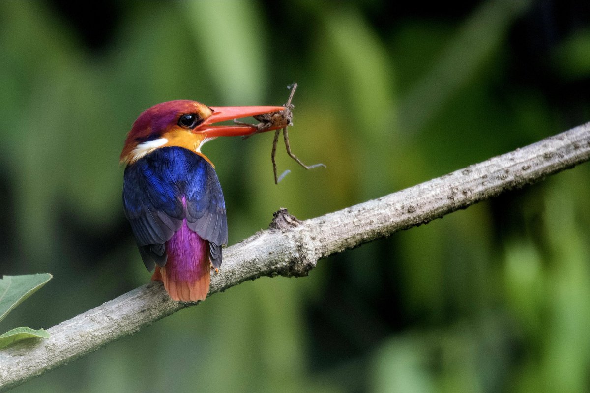 docyogi1's tweet image. Better late than never! Missed posting yesterday-
#WorldPhotographyDay.
 
To me, a photograph is a journey back in time- A chance to revisit the beautiful moments that otherwise are under the threat of being lost forever.

The ODKF had been on my wish list for a long time, but I