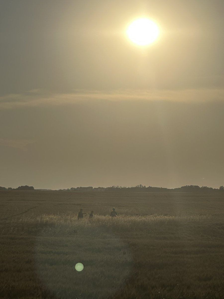 Sent the boys to pick wild oat seeds for testing.