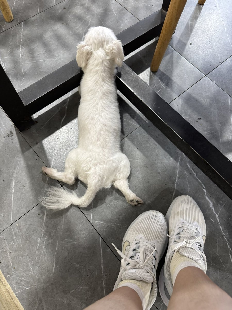 halonajinjin's tweet photo. 一起嗦粉吧🐶 https://t.co/hHrl2uvjOv