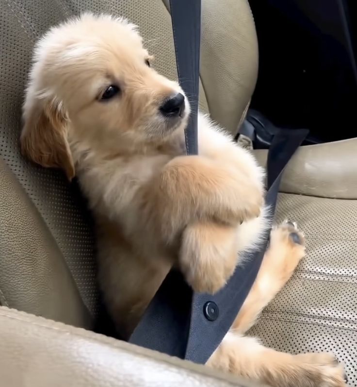 puppies tweet media