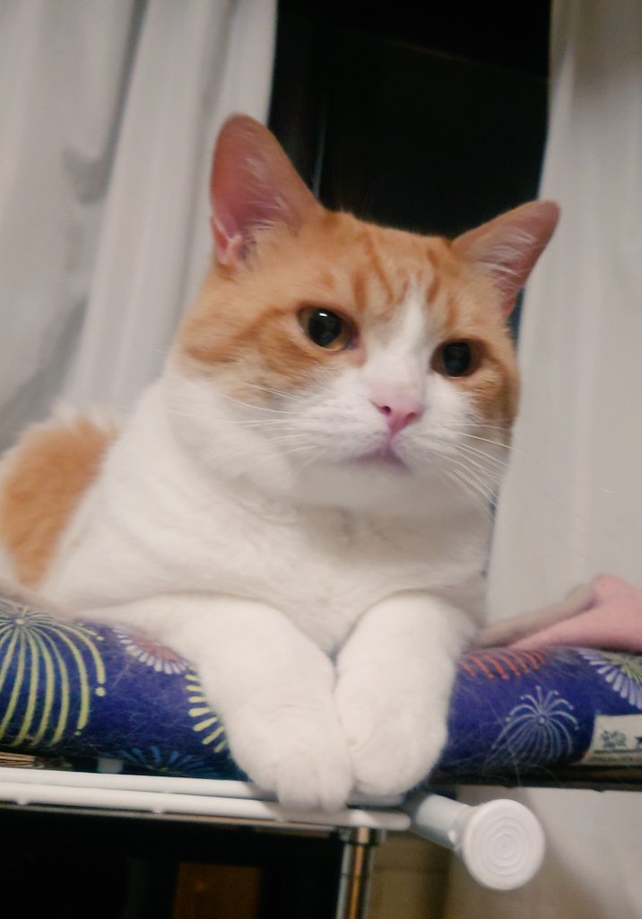 前のめり興味津々おちゃさん