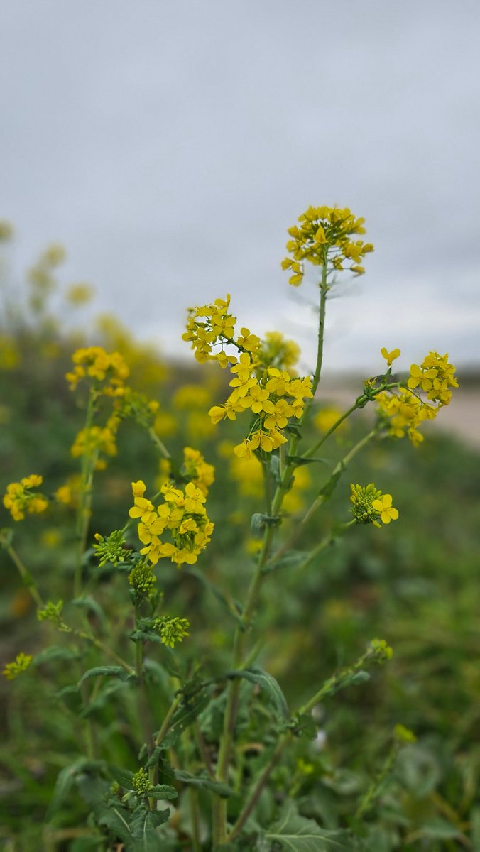 La belleza a veces puede ser peligrosa
