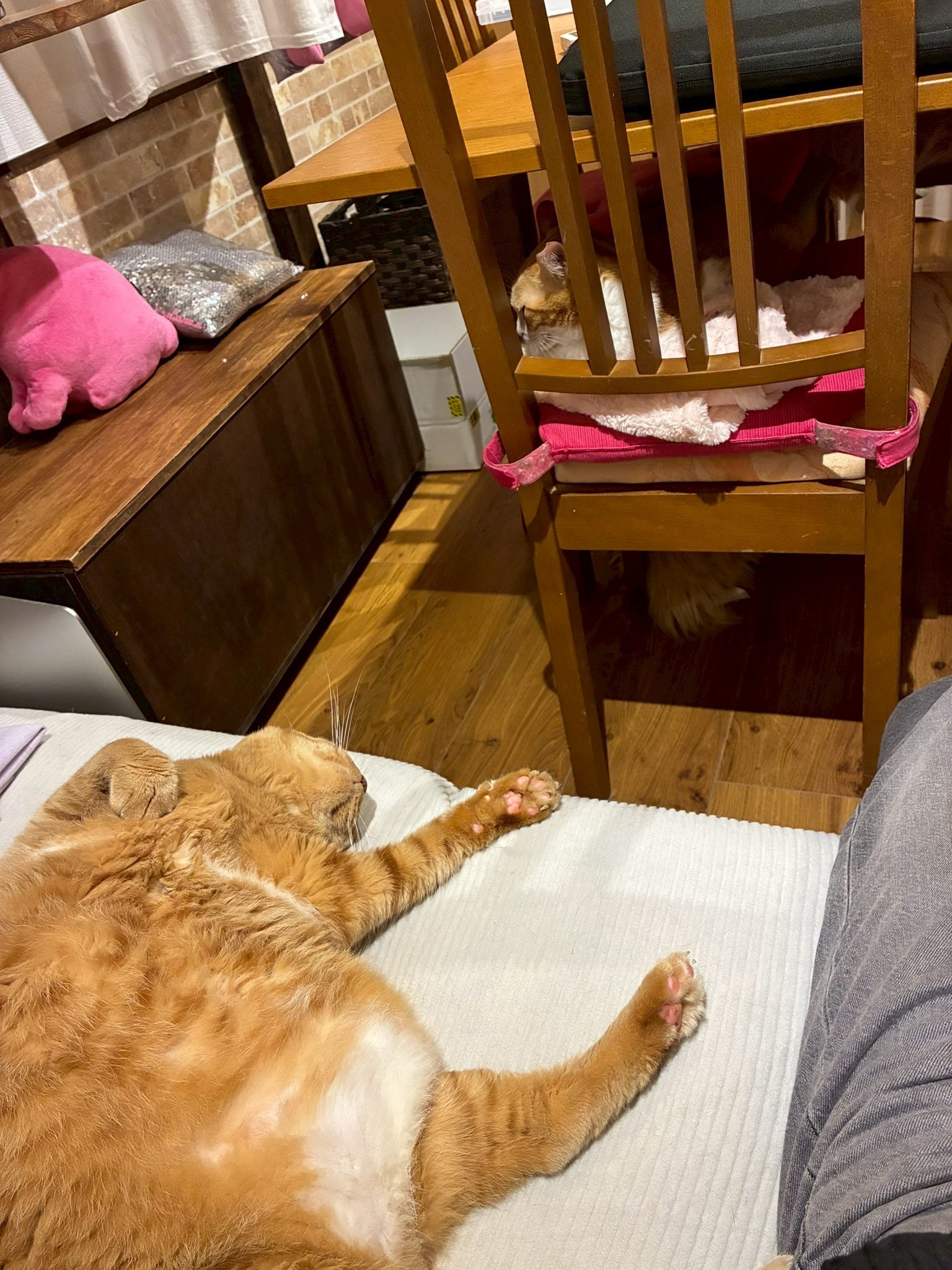 クラファンstart】にゃんこカフェ(譲渡型保護猫カフェ