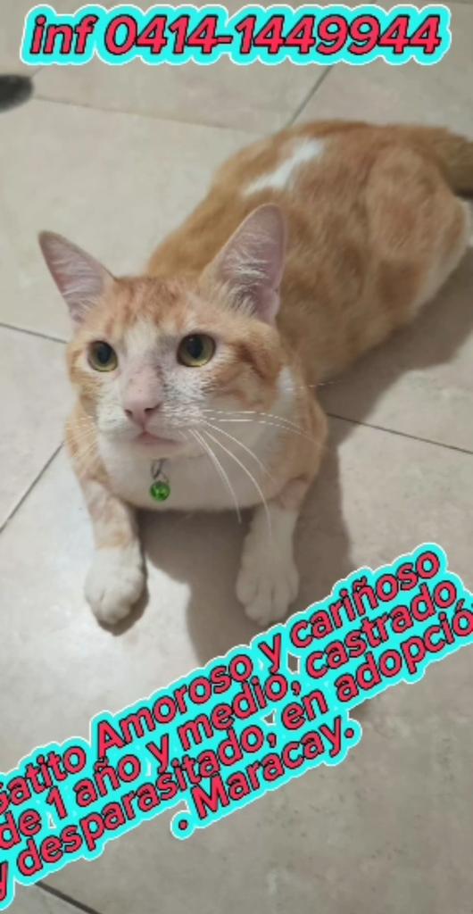 Zona Maracay 🙏🏻❤️😺