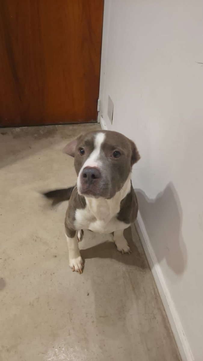 En este momento estoy necesitando tránsito o adopción para esta mamá (marrón) posiblemente preñada y el macho (gris) que mañana quedan en la calle 🙏🙏🙏. Son buenazos ambos!