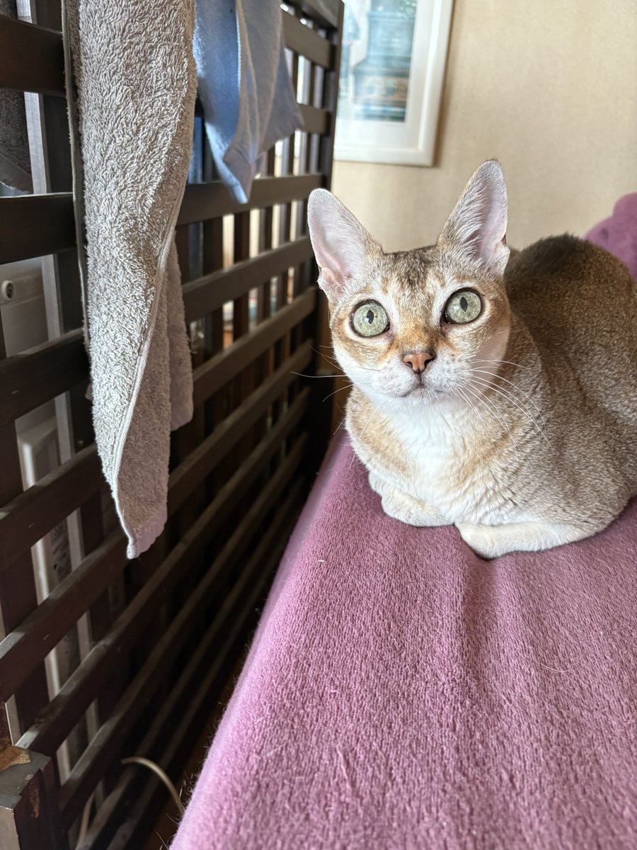 kada_s_follower's tweet photo. 現在、暑さ指数全国2位。
仕事行きたくない。
#猫 #シンガプーラ https://t.co/JYXf3a0i8Z
