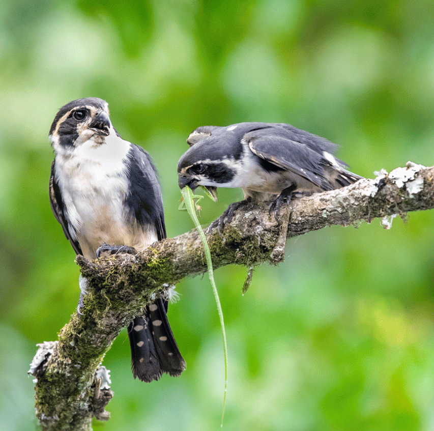 BirdsChina's tweet photo. Guess what this bird is called! 🐦
#Birds #Nature #birdwatching #birdbrilliance #birdphotography #birdlife #birdcaptures #birding #birdphoto #birdlovers #naturephotography https://t.co/G8arvNTLqj