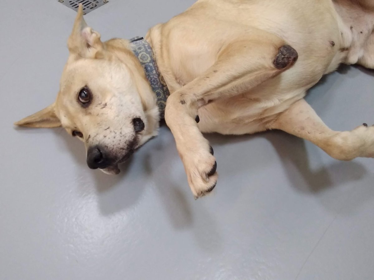 RescateAnimal's tweet photo. 🟢 ¿ME ADOPTAS?
¡Me llamo Quesito! Conoce más 👇🏻

♂️ Macho | 8 añitos | Talla mediana
✅ Desparasitado, vacunado y esterilizado
💟 Perrhijo único 
🗺️ Adopción en CDMX y Edomex 

☎️ ¿Quieres conocerme?
La Camada NITIN NEZA 
Sofía
https://t.co/zSLgrZsrlC 🐾 https://t.co/FJB14EzAna