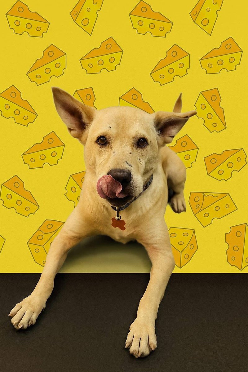 RescateAnimal's tweet photo. 🟢 ¿ME ADOPTAS?
¡Me llamo Quesito! Conoce más 👇🏻

♂️ Macho | 8 añitos | Talla mediana
✅ Desparasitado, vacunado y esterilizado
💟 Perrhijo único 
🗺️ Adopción en CDMX y Edomex 

☎️ ¿Quieres conocerme?
La Camada NITIN NEZA 
Sofía
https://t.co/zSLgrZsrlC 🐾 https://t.co/FJB14EzAna