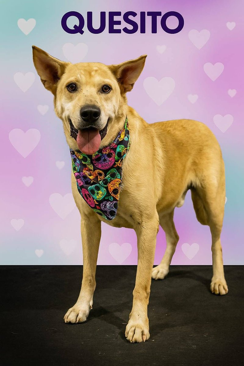 RescateAnimal's tweet photo. 🟢 ¿ME ADOPTAS?
¡Me llamo Quesito! Conoce más 👇🏻

♂️ Macho | 8 añitos | Talla mediana
✅ Desparasitado, vacunado y esterilizado
💟 Perrhijo único 
🗺️ Adopción en CDMX y Edomex 

☎️ ¿Quieres conocerme?
La Camada NITIN NEZA 
Sofía
https://t.co/zSLgrZsrlC 🐾 https://t.co/FJB14EzAna