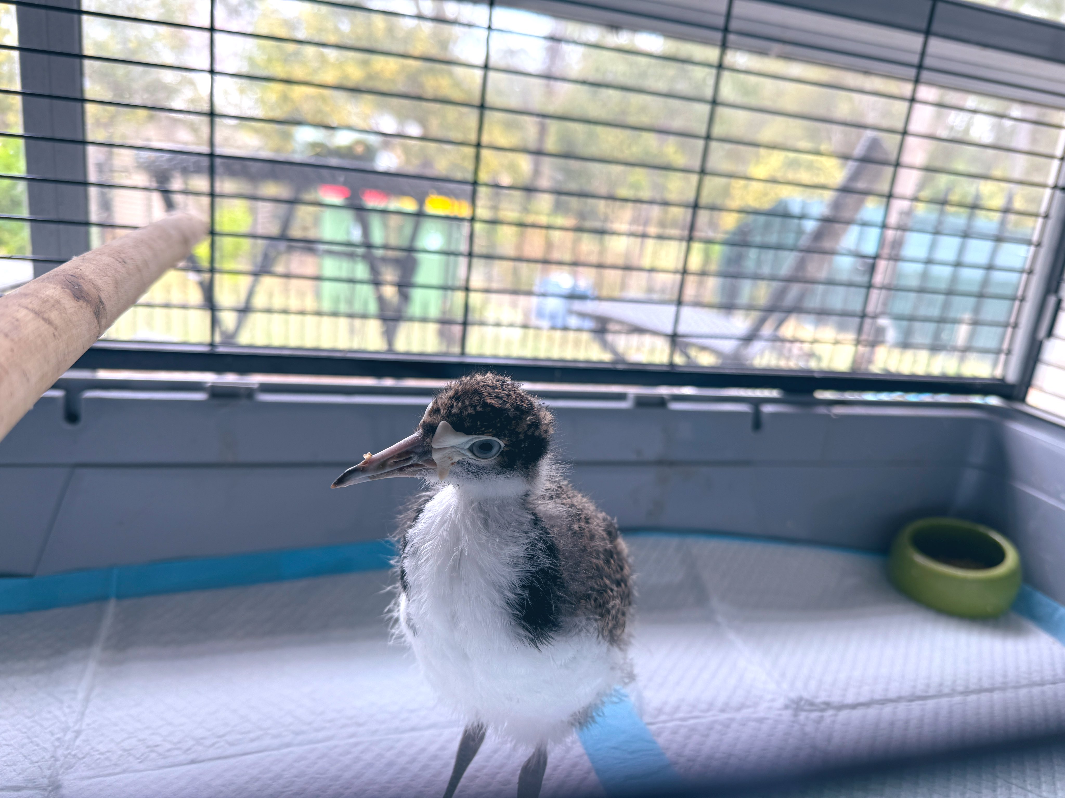 野生動物の看護学 ヨドバシ.com - 野生動物の看護学 [単行本] 通販【全品無料配達】