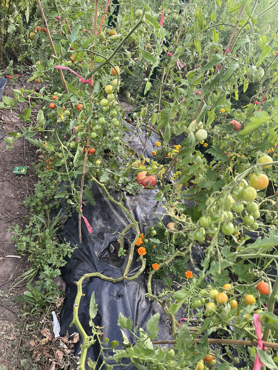 EWTj6venRF0UlaJ's tweet photo. 今日長袖。寒くなってすぐ🍅収量落ちてきた。　毎週1袋冷凍してるが何とか消費できうに思えてきた😅
#トマト #きゅうり #メロン 収穫🍅上から

#SweetMillion  #BlackCherry
SweetMillion2  #Grape #SuperSweet100
#SweetCherry 
#PlamTomato
#BetterBoy #Ace55 

#ニューヨーク で #家庭菜園 https://t.co/IEdaaNOn8q
