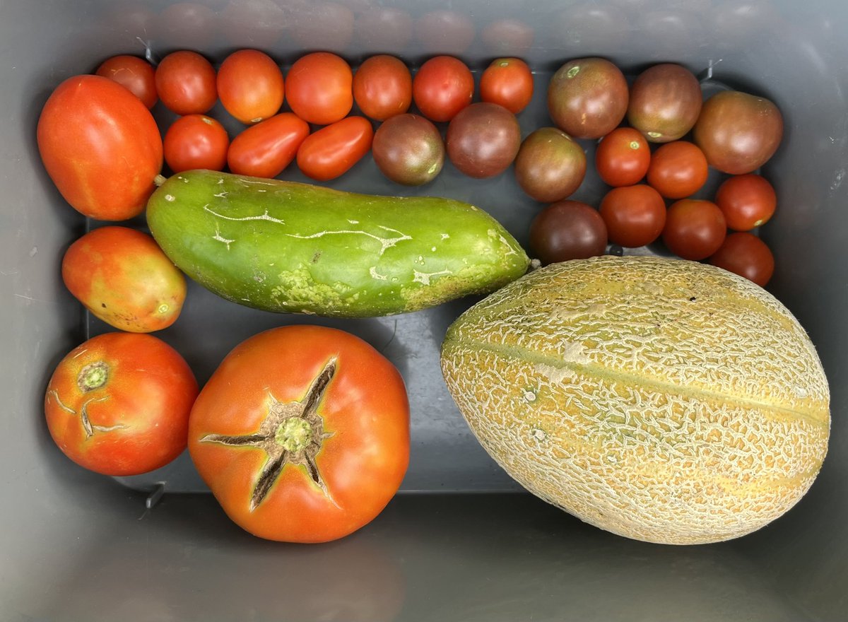 EWTj6venRF0UlaJ's tweet photo. 今日長袖。寒くなってすぐ🍅収量落ちてきた。　毎週1袋冷凍してるが何とか消費できうに思えてきた😅
#トマト #きゅうり #メロン 収穫🍅上から

#SweetMillion  #BlackCherry
SweetMillion2  #Grape #SuperSweet100
#SweetCherry 
#PlamTomato
#BetterBoy #Ace55 

#ニューヨーク で #家庭菜園 https://t.co/IEdaaNOn8q