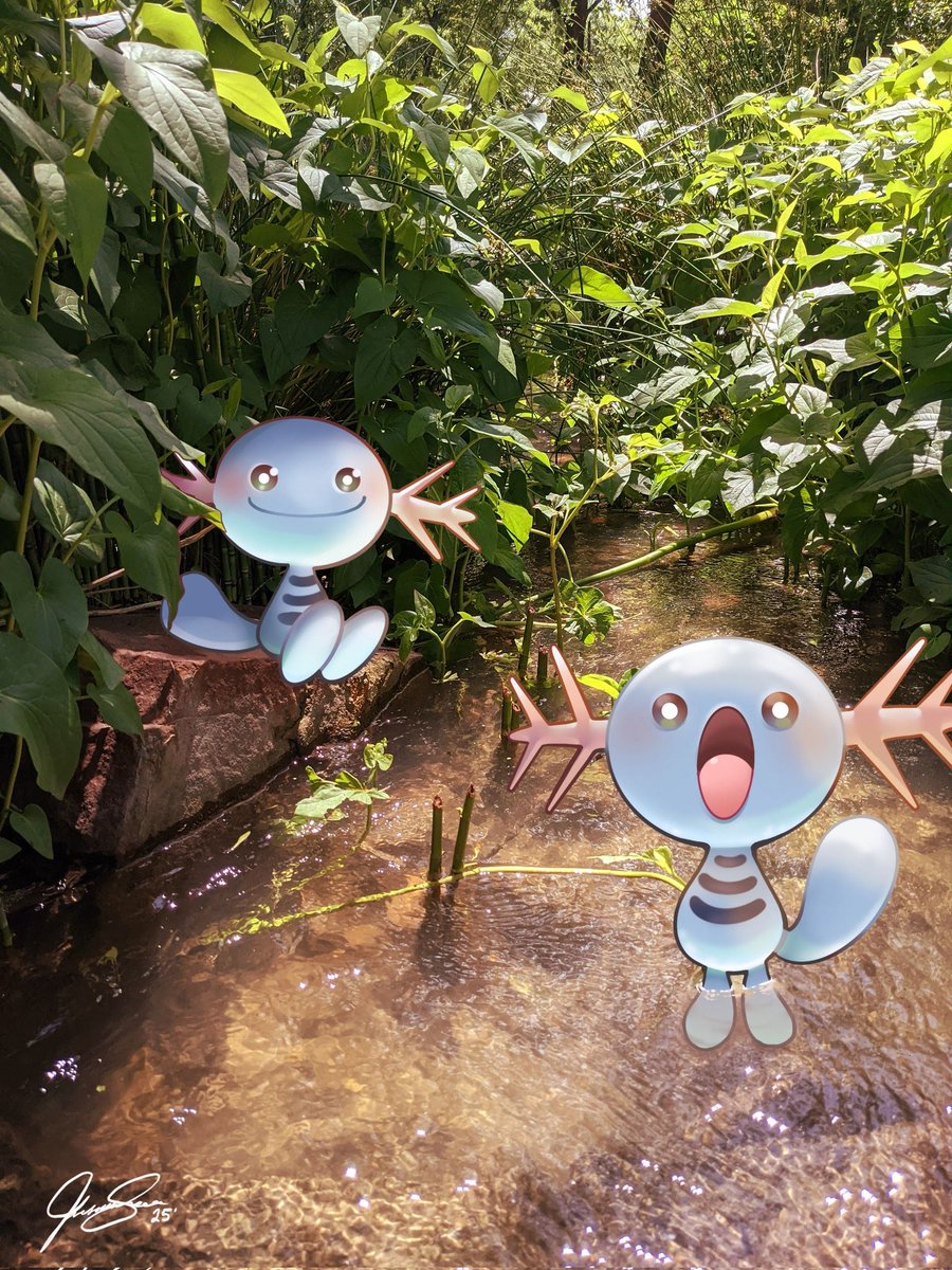 kawaiicintiq's tweet image. Found these cuties playing in a little stream! They looked so happy to cool off! 🙏 🌞 #wooper #pokemon #pokemonsnap
