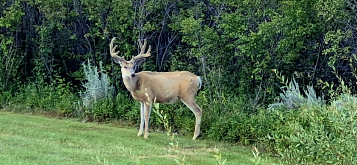 Such a handsome fella. Always happy to have visitors. #Alberta #Badlands