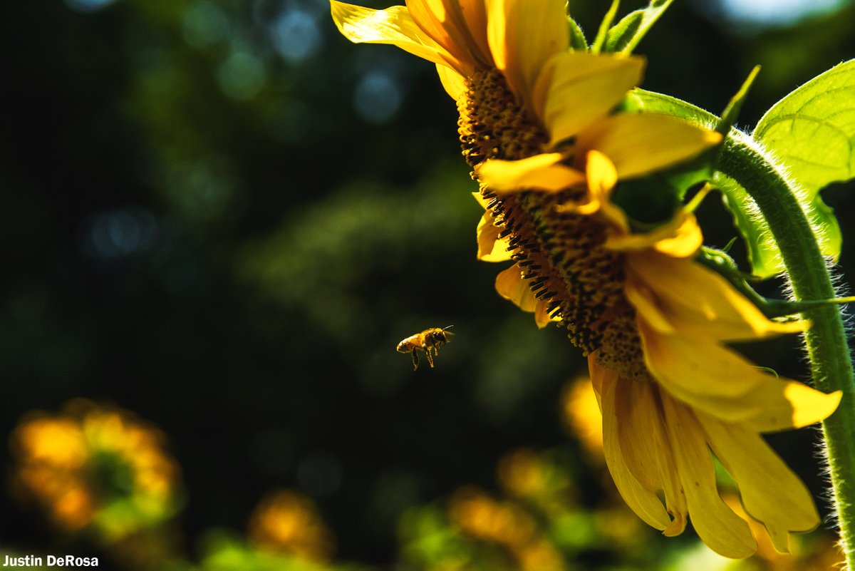 Justinterfacing's tweet image. Golden Guardian