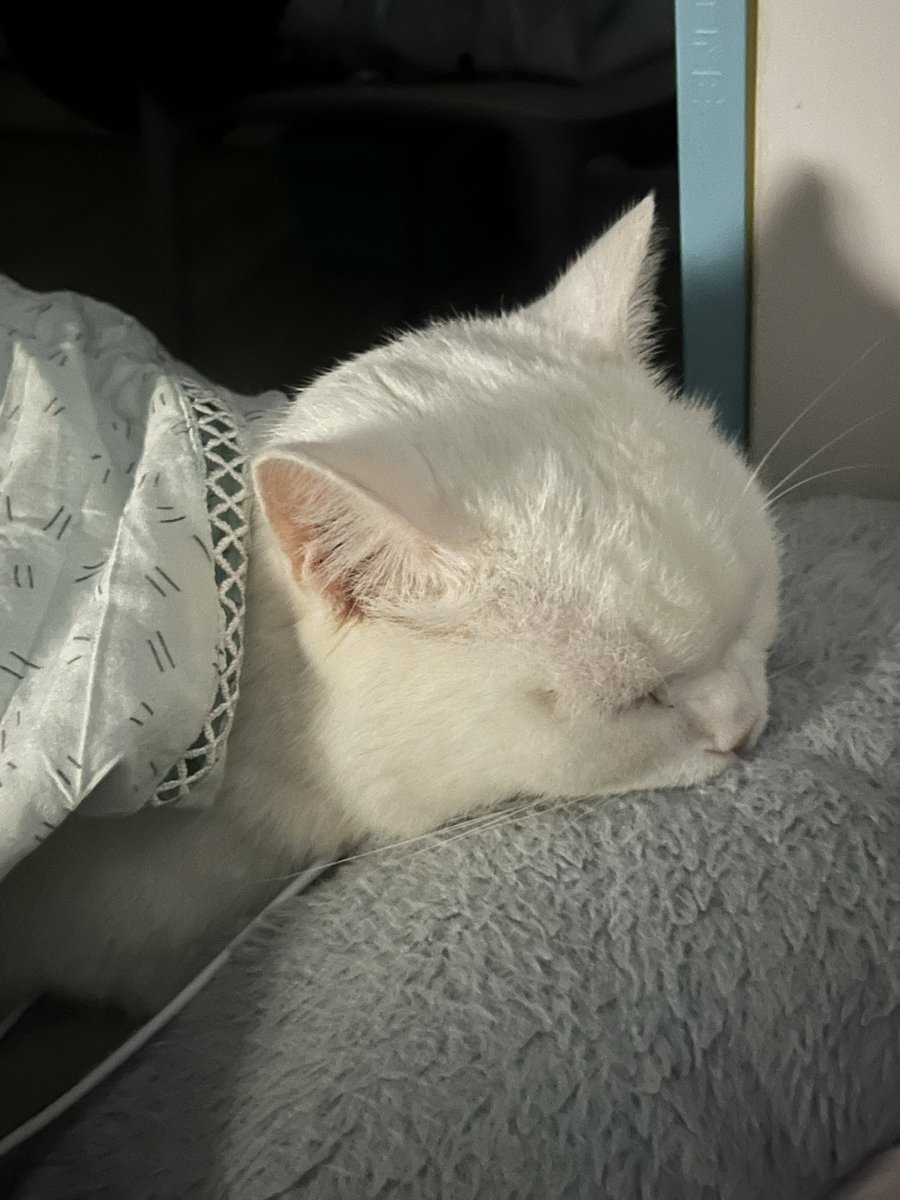 Jason Tang tweet media