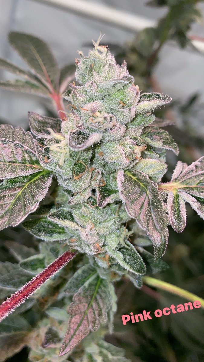 GREASi_Genetics's tweet image. 93 Octane(left) &amp;amp; Pink Octane(right)