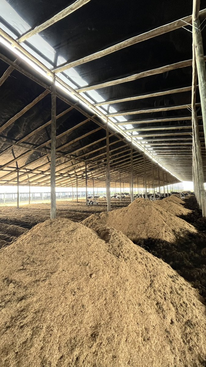 MinuttiGero's tweet photo. “Manejo general de sistemas estabulados y calidad de reservas de cultivo de invierno”🐄🌱

@agrifirmuy 
@frangolaw https://t.co/VEKVvA3Rqd