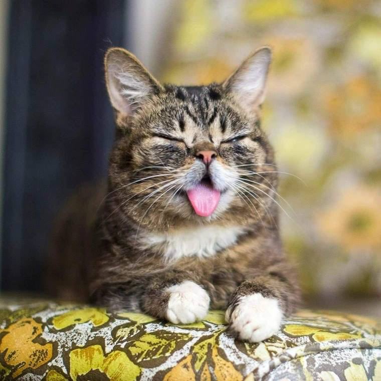 JaySwaps's tweet photo. Who knew one tiny cat could build such a BIG family? 💫 #lilbub showed us that love, laughter, and community are the true superpowers. Join the mission #BUBLove #LilBubForever

@IAMLILBUB
@finnbags 
@BagsApp https://t.co/uzfByFccHa