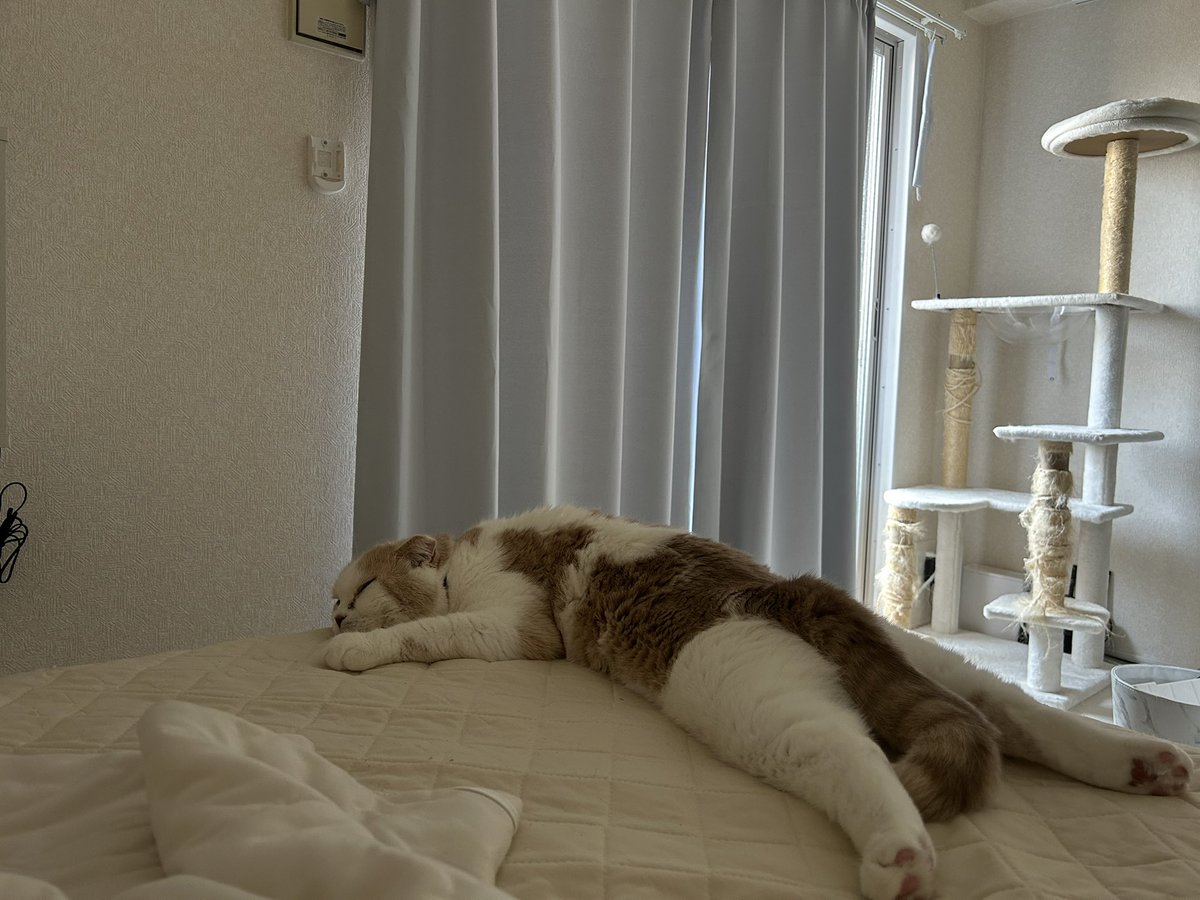 tororo1215x's tweet photo. ぺったんこ❕🐈

夏の風物詩🎐🩵 https://t.co/Wd700rH44e