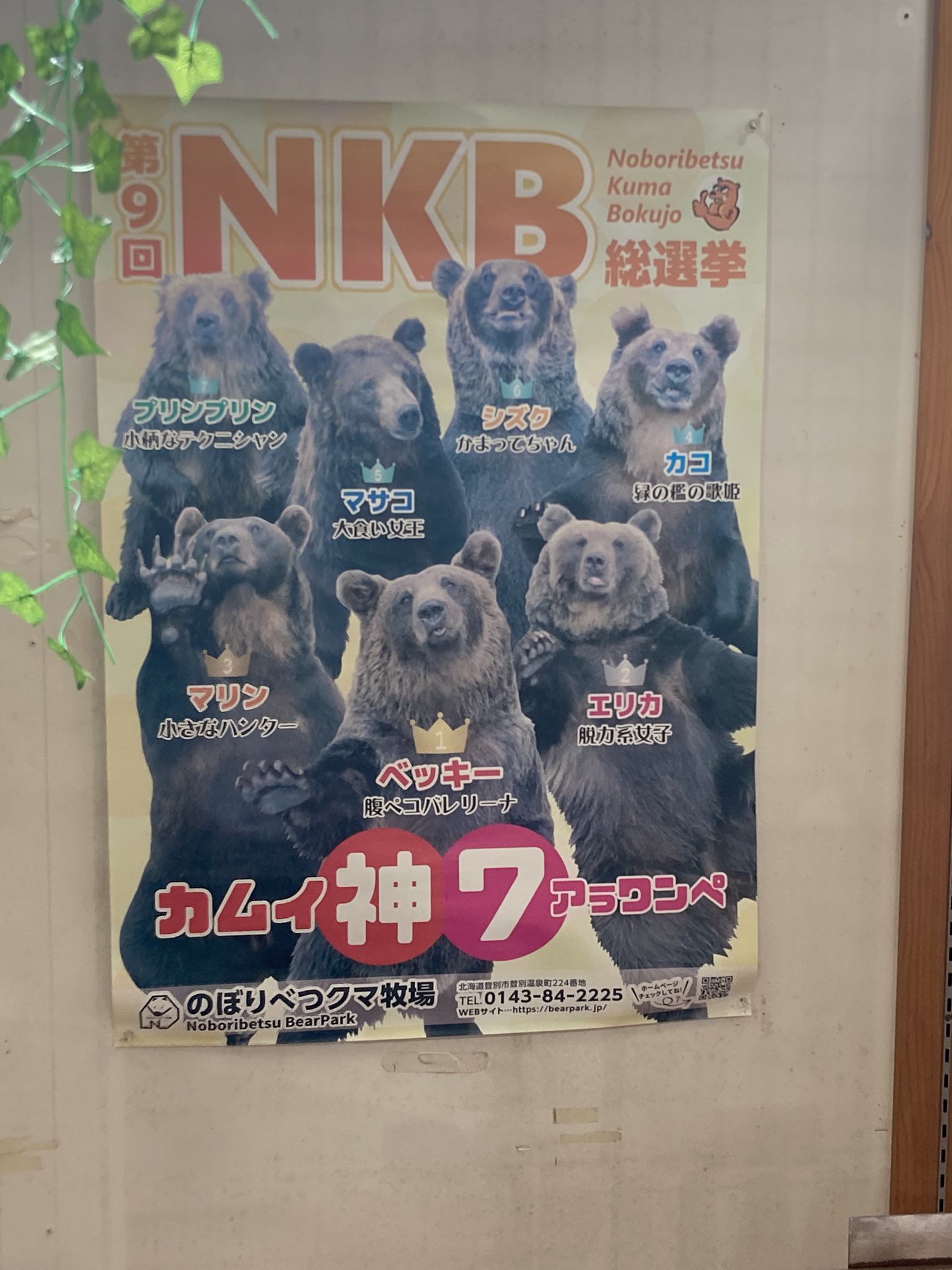 (未使用･未開封品)　クマ牧場 日本語版 6k88evb 白雀 on X: 