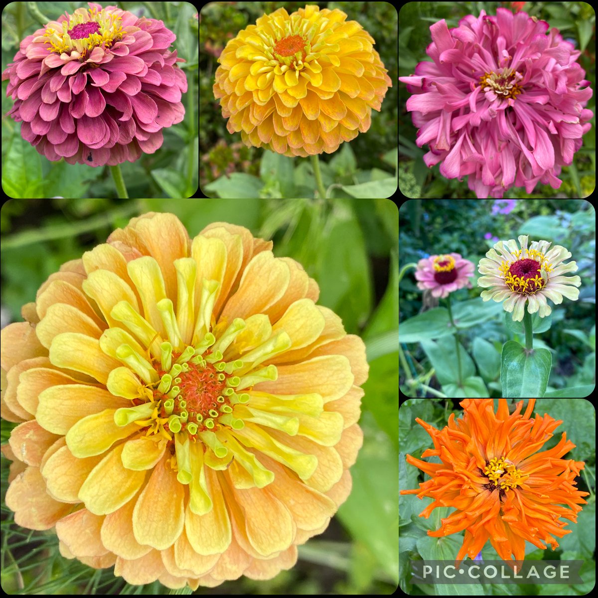 joanjet761's tweet photo. Collage of zinnias. Cactus and Queeny series. #zinnia #flowers #fromseed #botanicalbeauties https://t.co/MCheoyWT4p