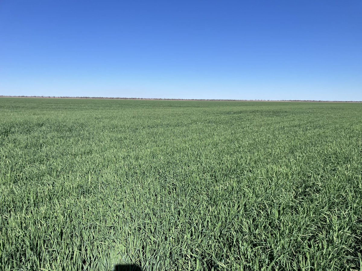 Angus Whyte tweet media