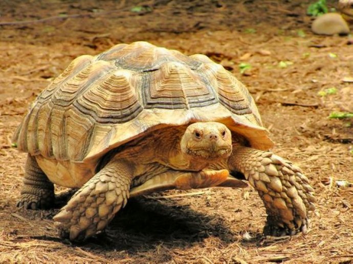 MingHuang_PhD's tweet photo. The sulcata tortoise sneaked off for an adventure and got lost in the neighbor’s veggie patch!
#SDKC https://t.co/BSwuVoR0Qi