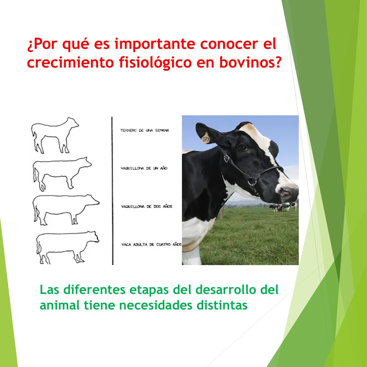 P.Fedegan.Monteria (@nicolas28450686) on Twitter photo El productor que entiende cómo crece su animal, produce mejor.
No es solo cuestión de engordar: es crear las condiciones ideales en cada etapa para alcanzar el máximo potencial genético y productivo del bovino.
<a href="/jflafaurie/">José Félix Lafaurie</a>
<a href="/GANACOR_GREMIO/">Federación Ganadera de Córdoba</a>
<a href="/Fedegan/">FEDEGAN</a>
<a href="/PLArboletes/">Arboletes Pasión Ganadera</a> El productor que entiende cómo crece su animal, produce mejor.
No es solo cuestión de engordar: es crear las condiciones ideales en cada etapa para alcanzar el máximo potencial genético y productivo del bovino.
<a href="/jflafaurie/">José Félix Lafaurie</a>
<a href="/GANACOR_GREMIO/">Federación Ganadera de Córdoba</a>
<a href="/Fedegan/">FEDEGAN</a>
<a href="/PLArboletes/">Arboletes Pasión Ganadera</a>
