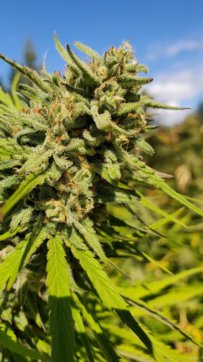 Harvest time is fast approaching!!