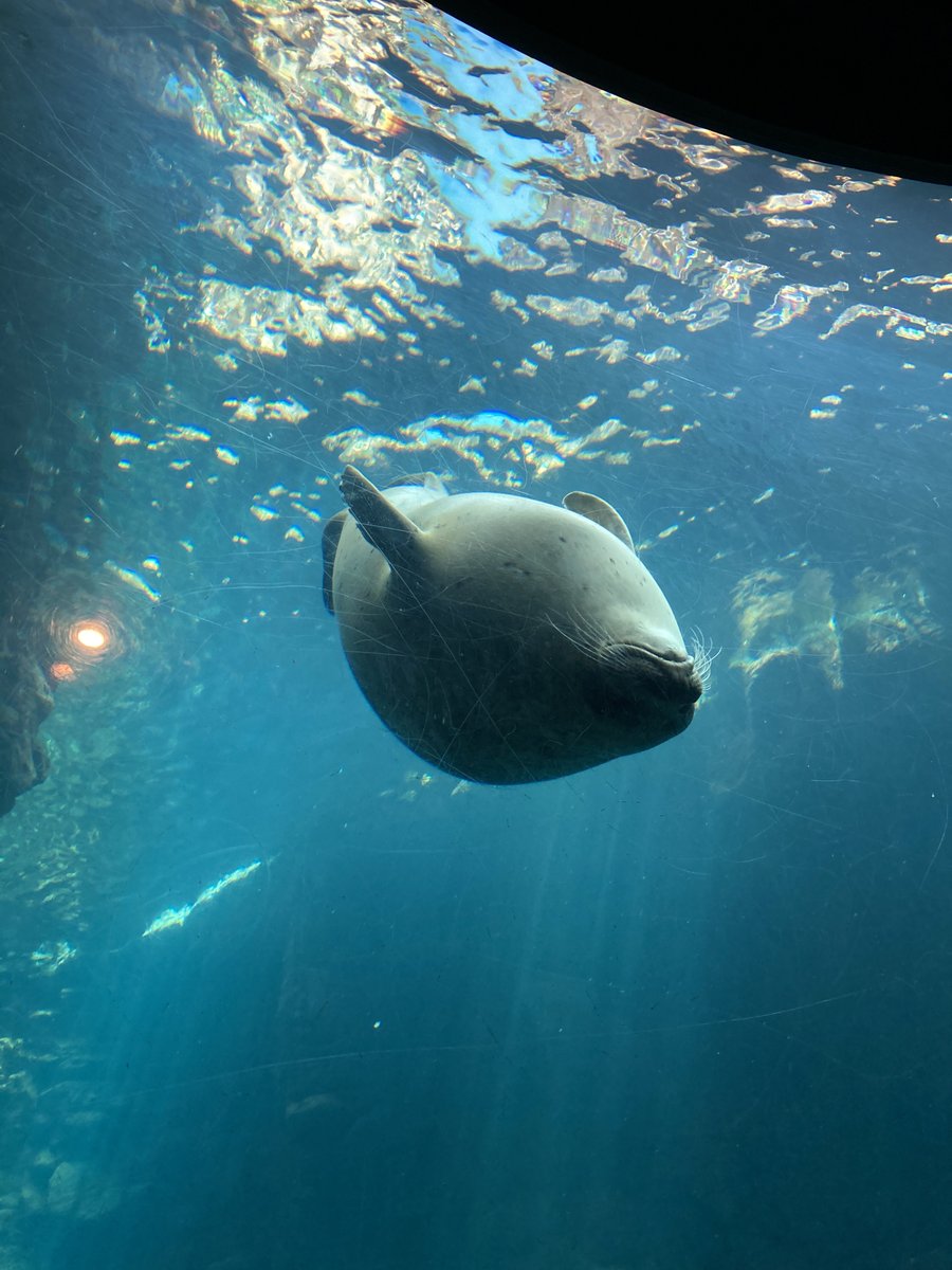 おはようございます、大久保です😊

動くものを撮影する際のポイント✨
早い動きに対応できずココだというシーンを逃さないためには、
シャッタースピードを速める事をお勧めします📷
ブレのリスクもありますが、被写体を捉えたいときにすごく便利です！

#企業公式相互フォロー