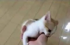 I'm so hungry that I'd make a barbecue at dawn.