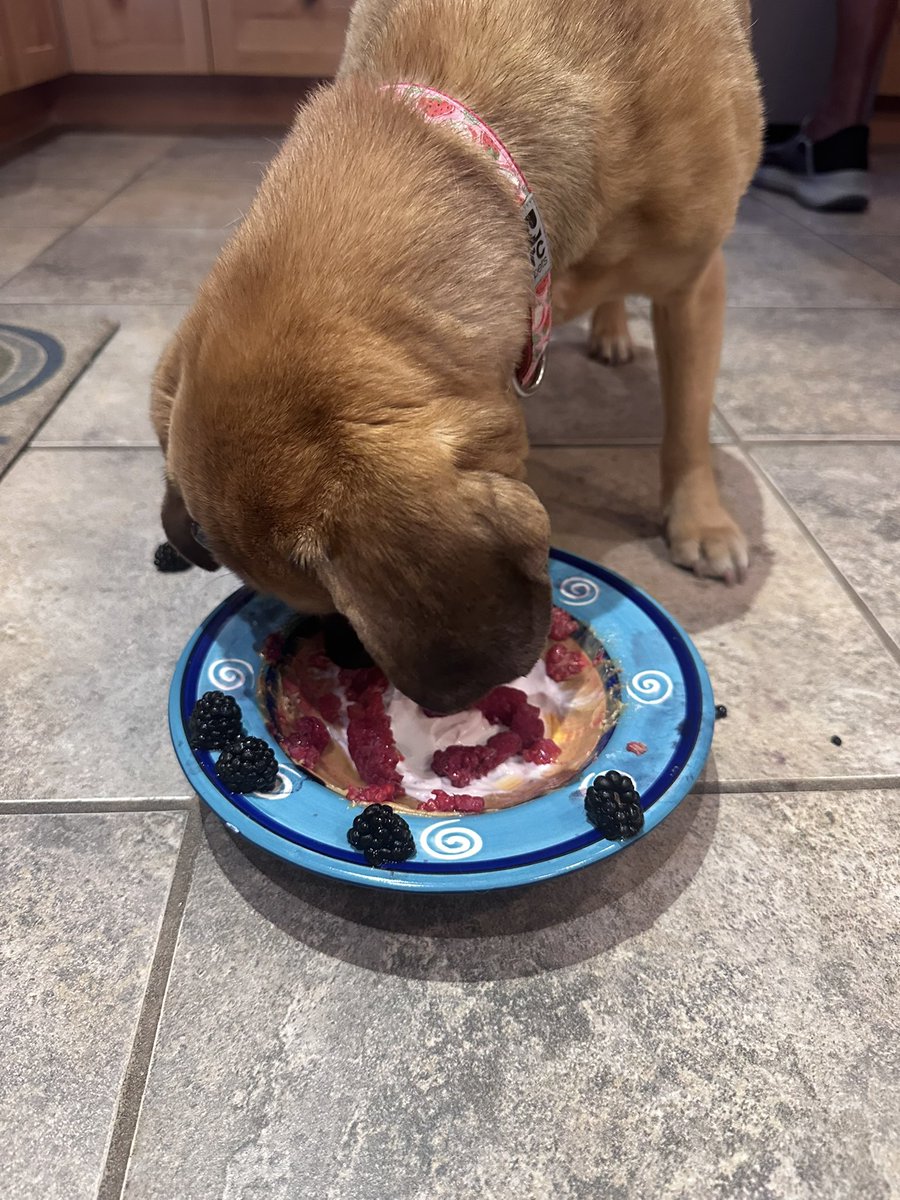 DeniseMStroeder's tweet photo. Our beautiful #puggle Cricket turned 15 today. She is the best girl we could’ve ever asked for when we brought her into our home as a tiny 8 week old munchkin. The love of a dog is like no other. Happy birthday my big girl. @TCBFHQ https://t.co/ncIk0oofjI