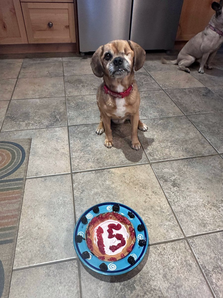 DeniseMStroeder's tweet photo. Our beautiful #puggle Cricket turned 15 today. She is the best girl we could’ve ever asked for when we brought her into our home as a tiny 8 week old munchkin. The love of a dog is like no other. Happy birthday my big girl. @TCBFHQ https://t.co/ncIk0oofjI