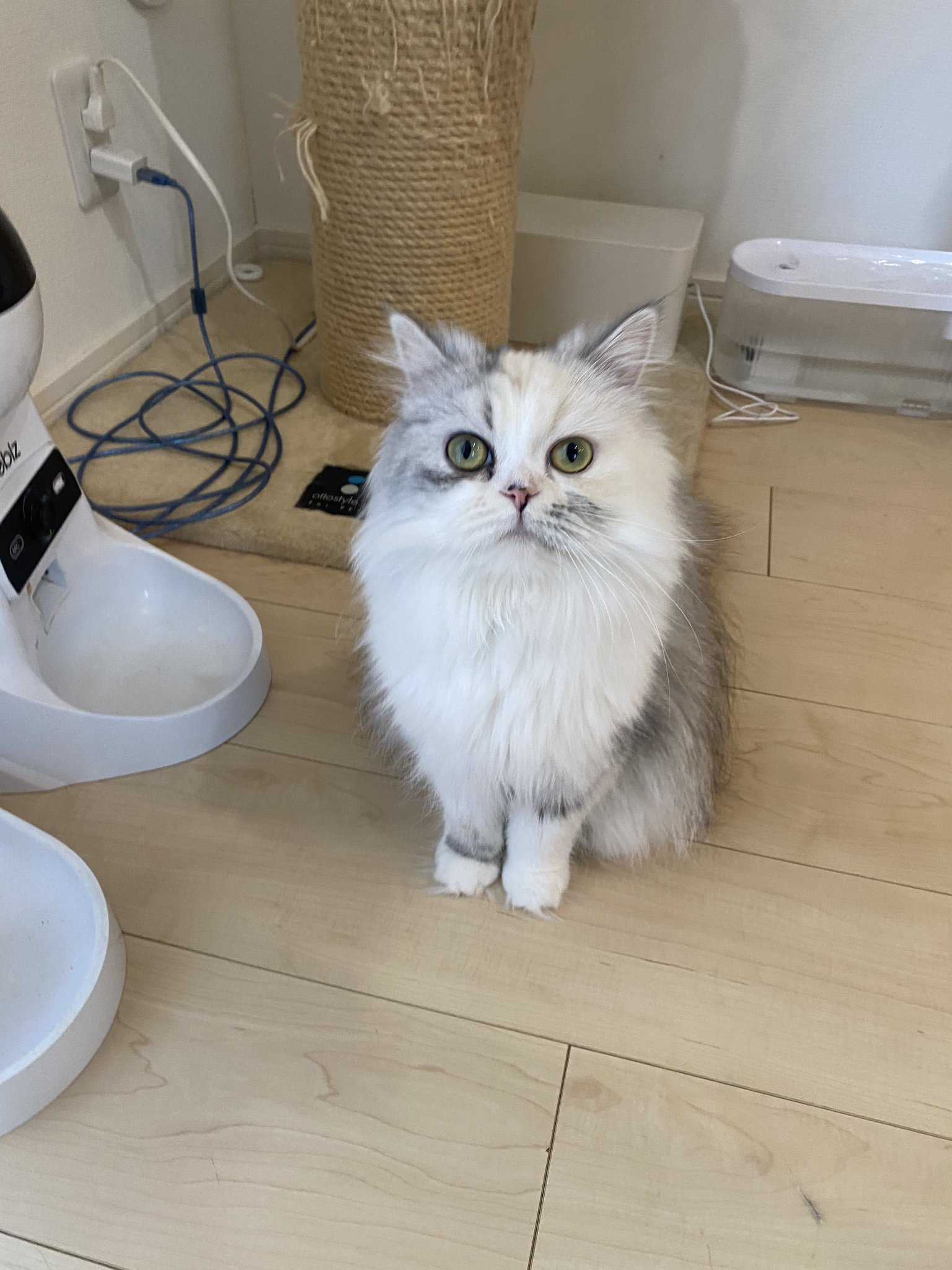 ーーーー　NANA猫⿴nananeko666  ーーーー ナナちゃん、スイカ刺さってますよ🍉 Cat with a watermelon