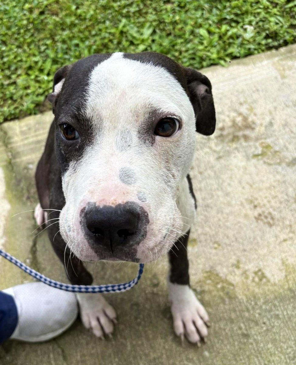 Donna Lac (@lacdonna) on Twitter photo Sweet Goose only has 9 pledges. Not enough to attract a rescue. Please, Please. Retweet, share, post and spread the word that Goose needs a home and wants to have some love in his life.  Adopt, Foster!!  Pledge and retweet!
Save the dogs in #RockyMount NC Shelter! Sweet Goose only has 9 pledges. Not enough to attract a rescue. Please, Please. Retweet, share, post and spread the word that Goose needs a home and wants to have some love in his life.  Adopt, Foster!!  Pledge and retweet!
Save the dogs in #RockyMount NC Shelter!